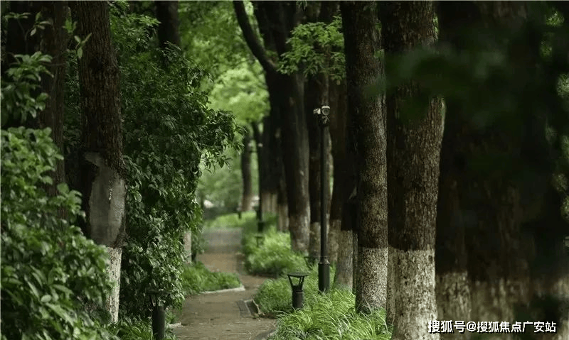 -最新房价户型图-小区环境-楼盘详情-交房时间-周边配套-售楼处电话中鹰黑森林首页网站-中鹰黑森林售楼处电话-楼盘详情-交房时间-地址(图11)
