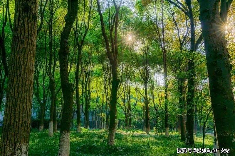 -最新房价户型图-小区环境-楼盘详情-交房时间-周边配套-售楼处电话中鹰黑森林首页网站-中鹰黑森林售楼处电话-楼盘详情-交房时间-地址(图19)
